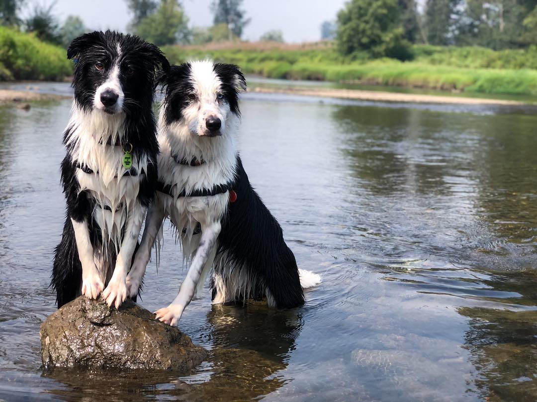 thecolliebrothers-